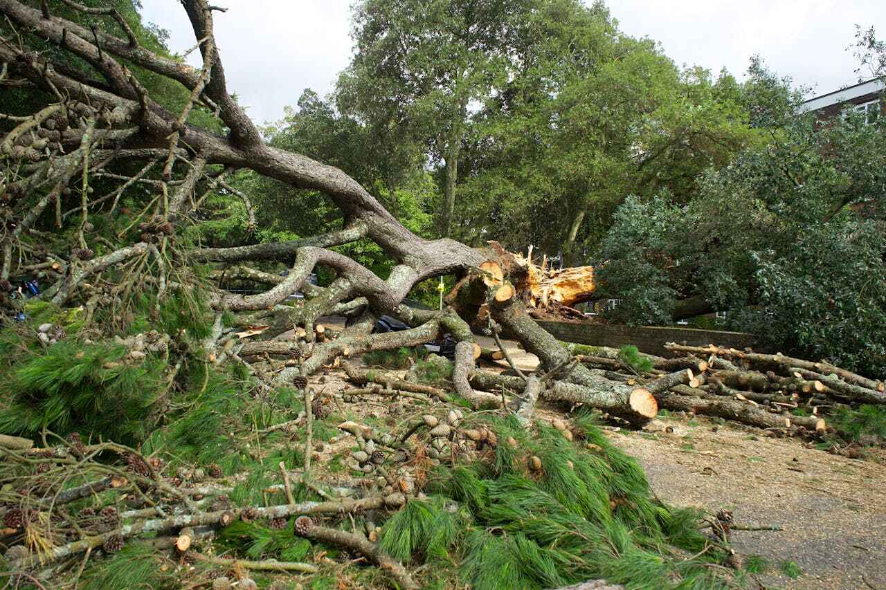 Large Tree Removal